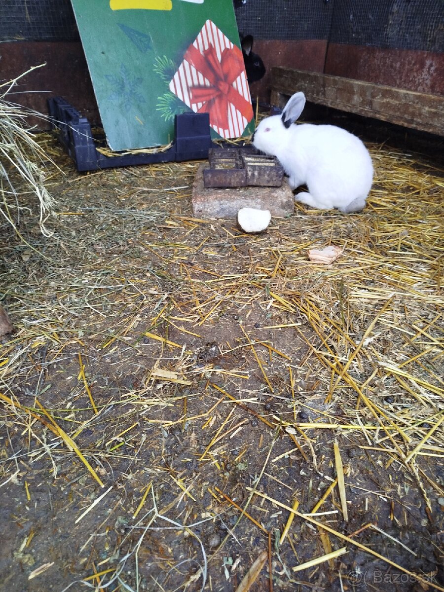 Králiky - 4