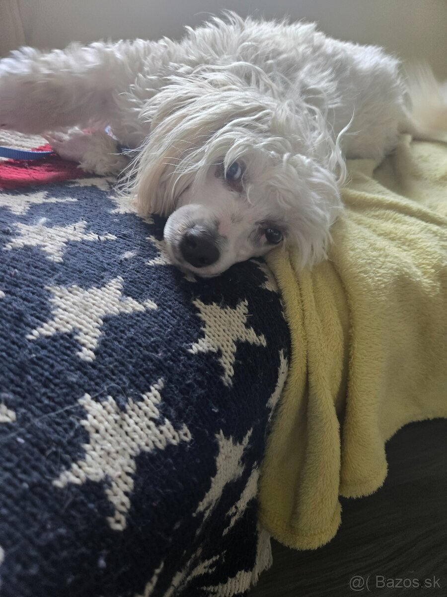 Čínsky chocholatý pes s PP - 4