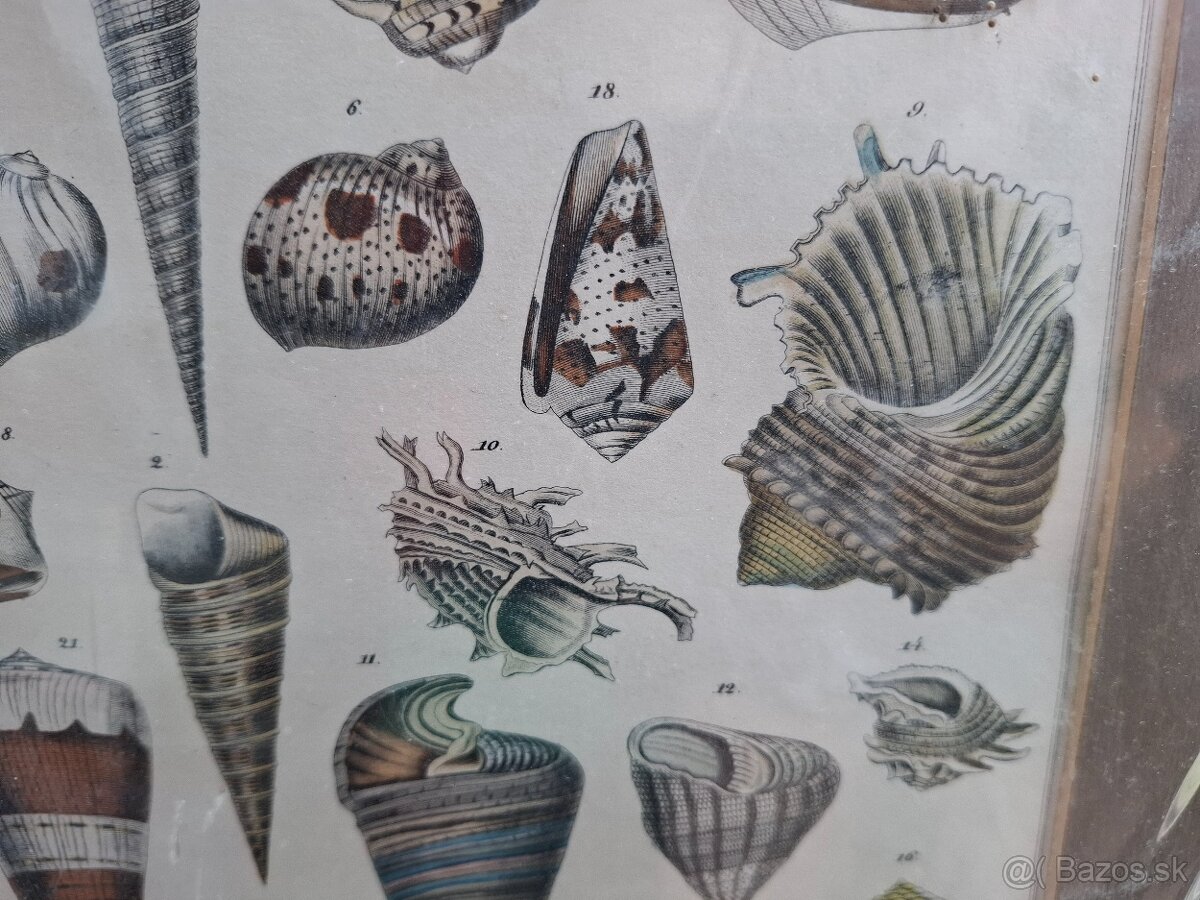 Predám starý obraz Farebná litografia Škeble a lastury 24 € - 4