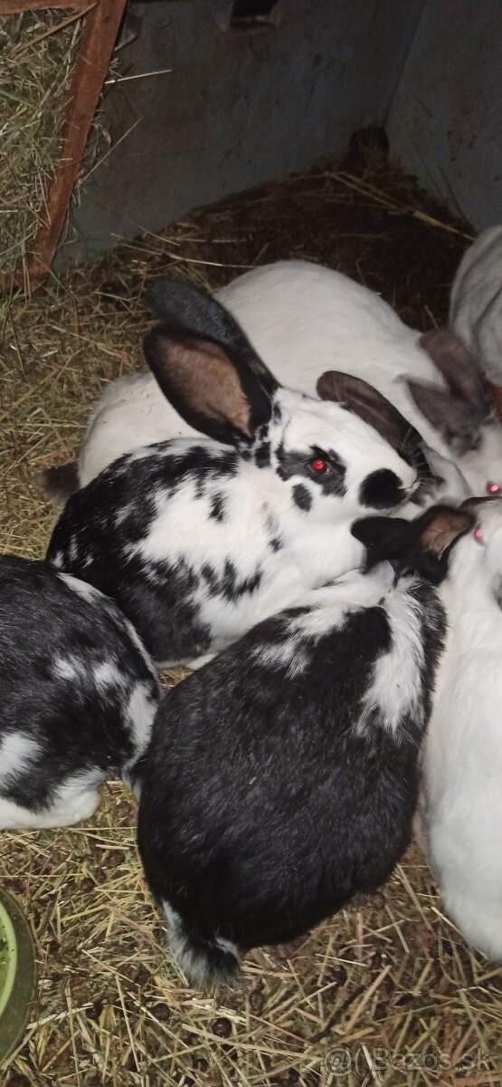 Predám 3 mesačne králiky - 4