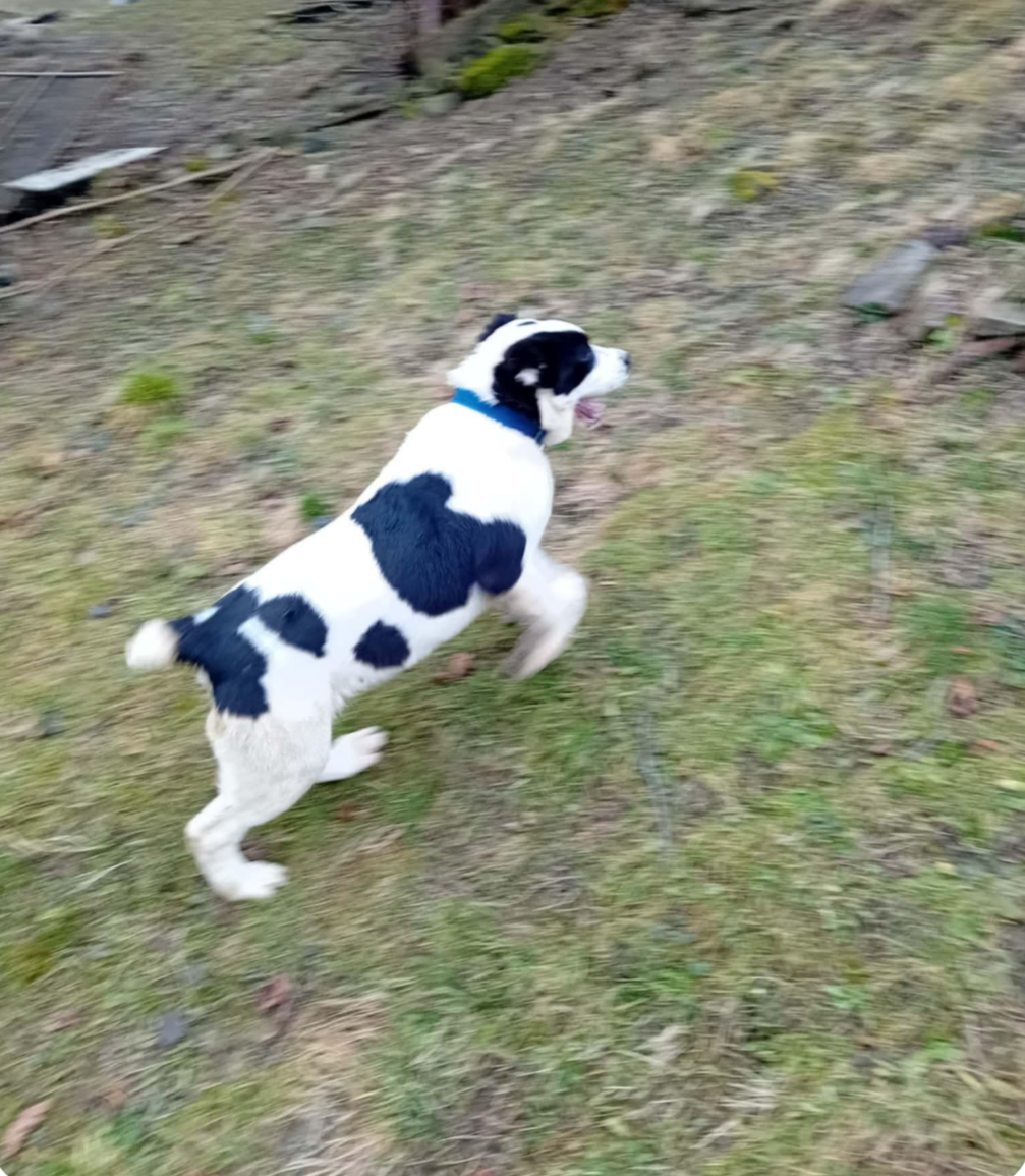 Stredoázijský ovčiak -šteniatka - 4