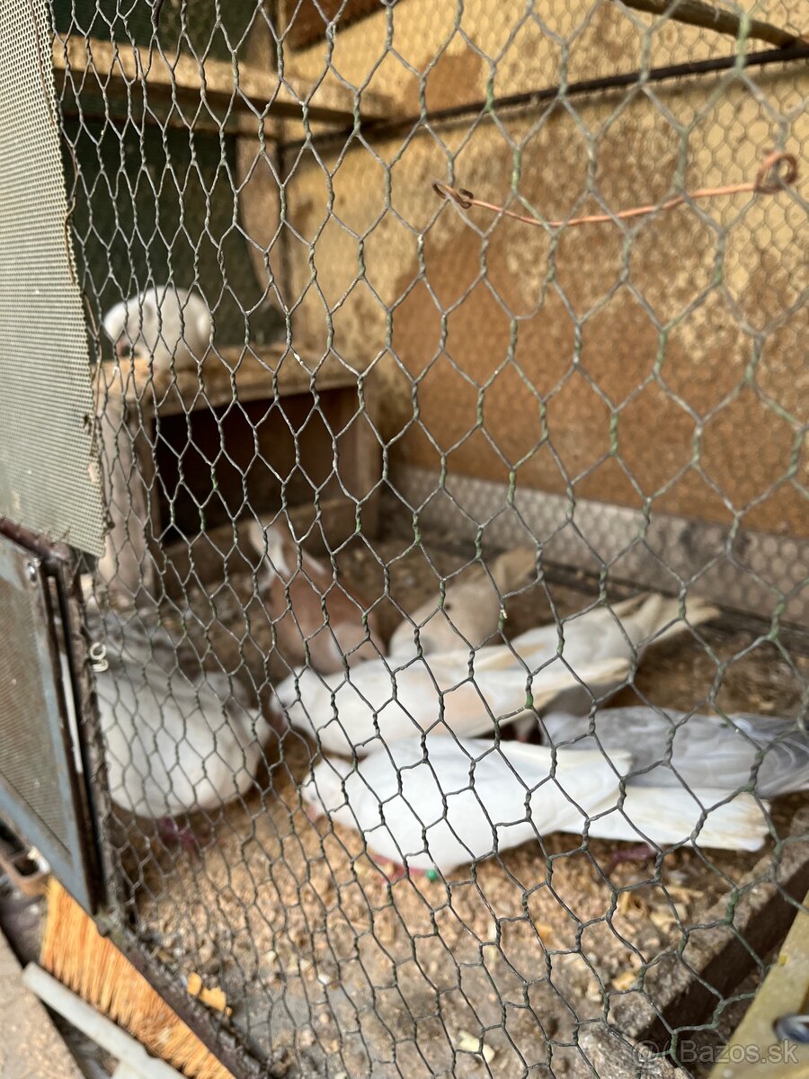 Predám hrdličky - 4