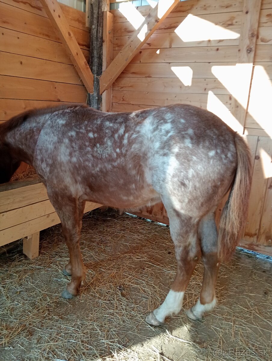1-ročný žrebček APH - 4