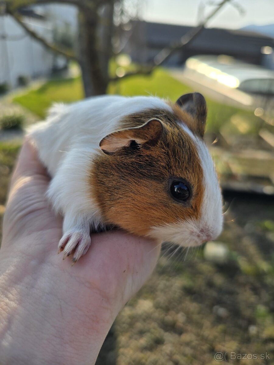 Morské prasiatko - 4