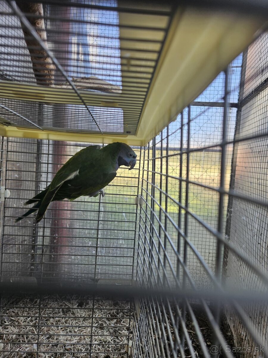 Alexander čínsky - 4