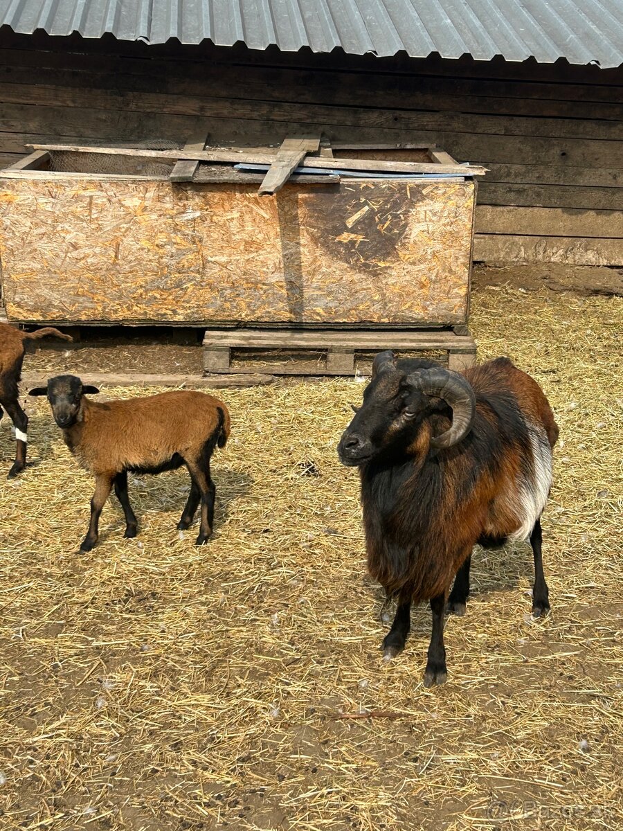 jahniatka kamerunskej ovce - 4