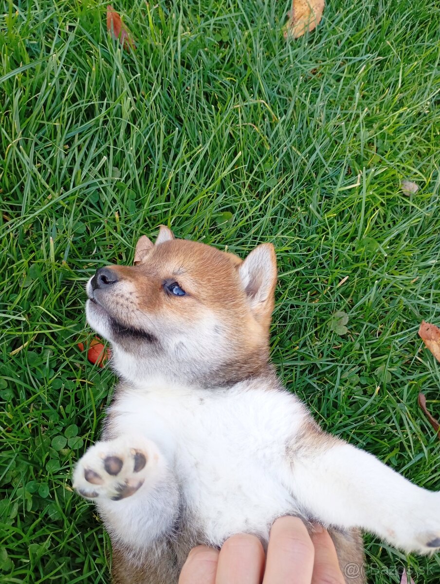 Shiba Inú s PP Fci - 4