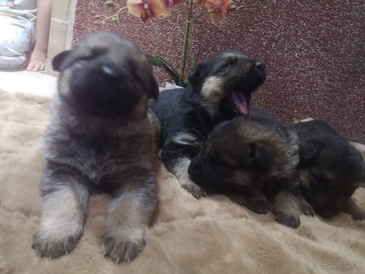 nemecky ovčiak šteniatka - 4