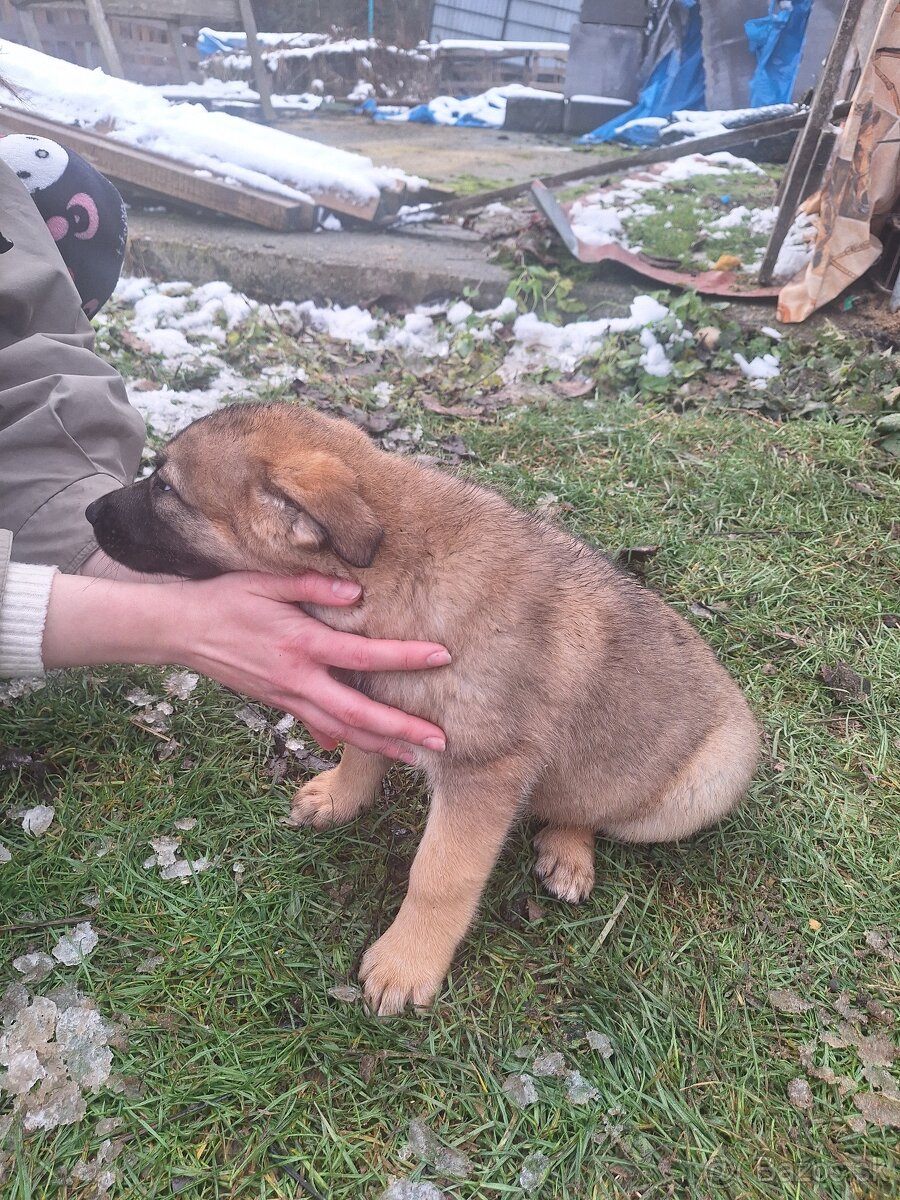 Ponúkam steniatka - 4