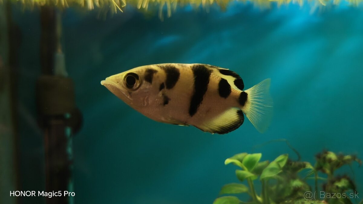 Akvariové ryby (raritky) k odberu - 4