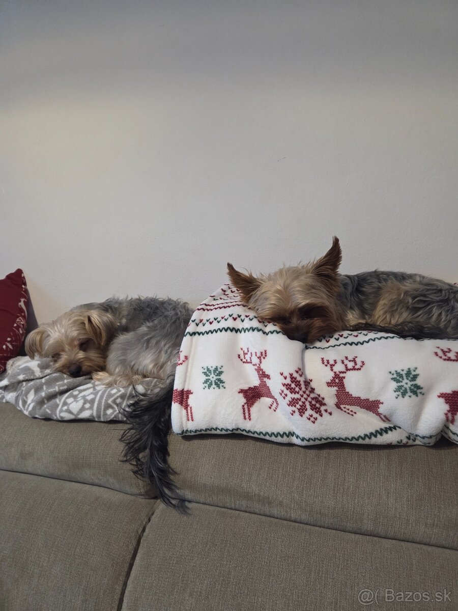 Predám psíka Yorkshirsky terier - 4