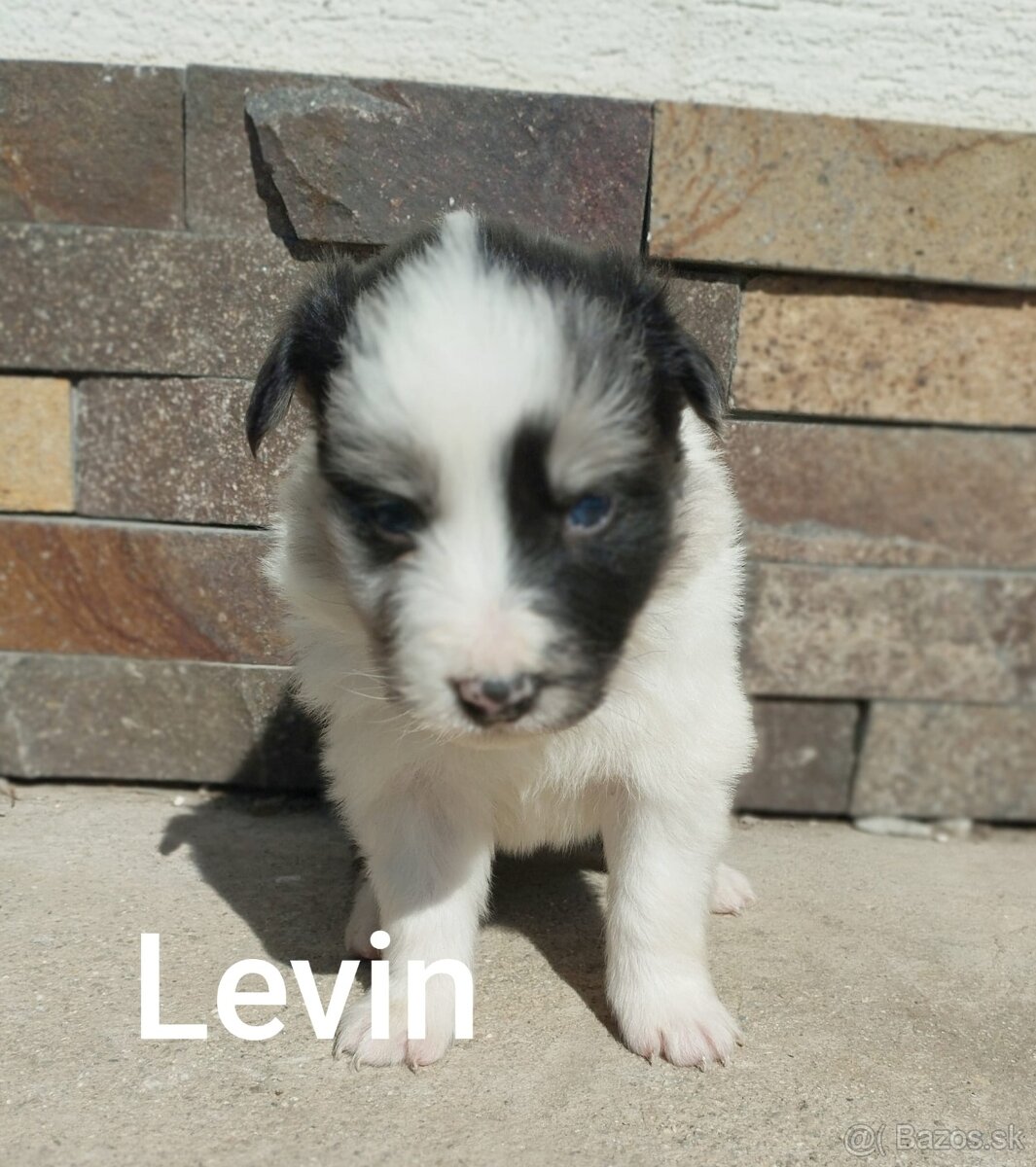 Border Kólia šteniatka - 4