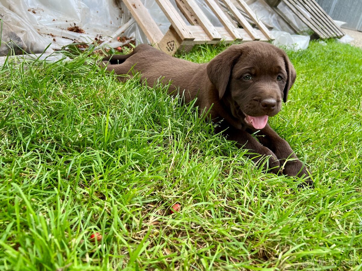 labrador šteniatka - 4