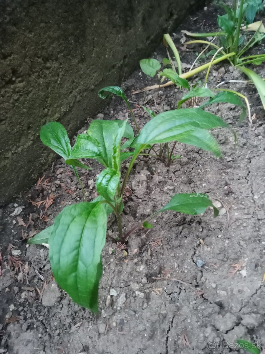 Echinacea hybridná - 4