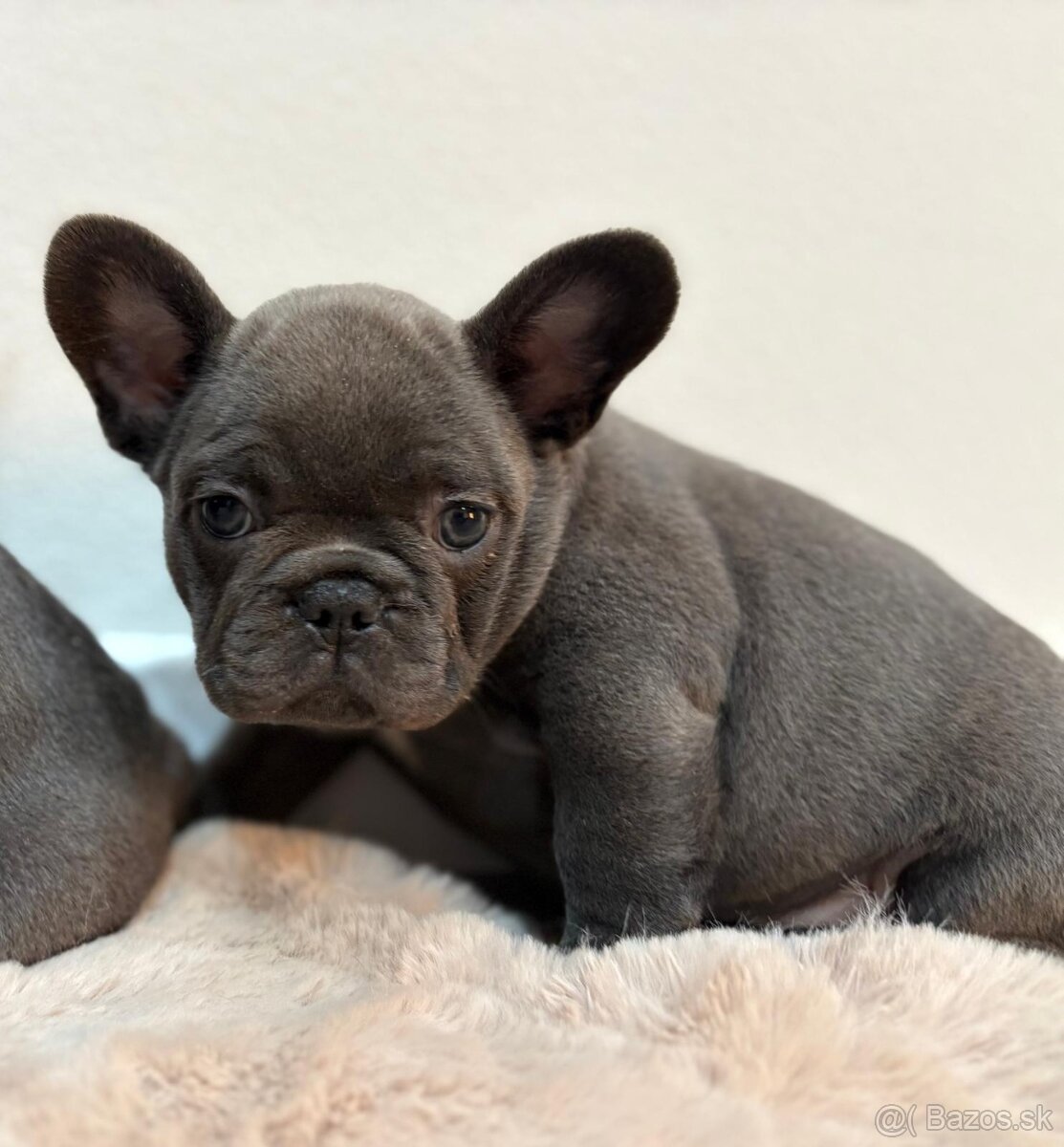 Francúzsky buldoček modrý - 4