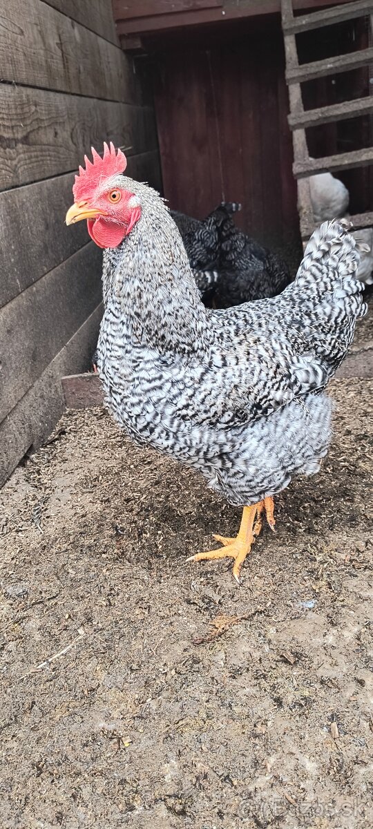 Predám kohútiky liahnute 07/2025 - 4