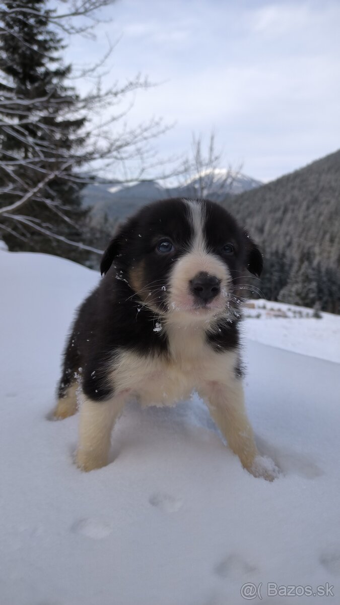 borderkolia - bicolor - tricolor - 4