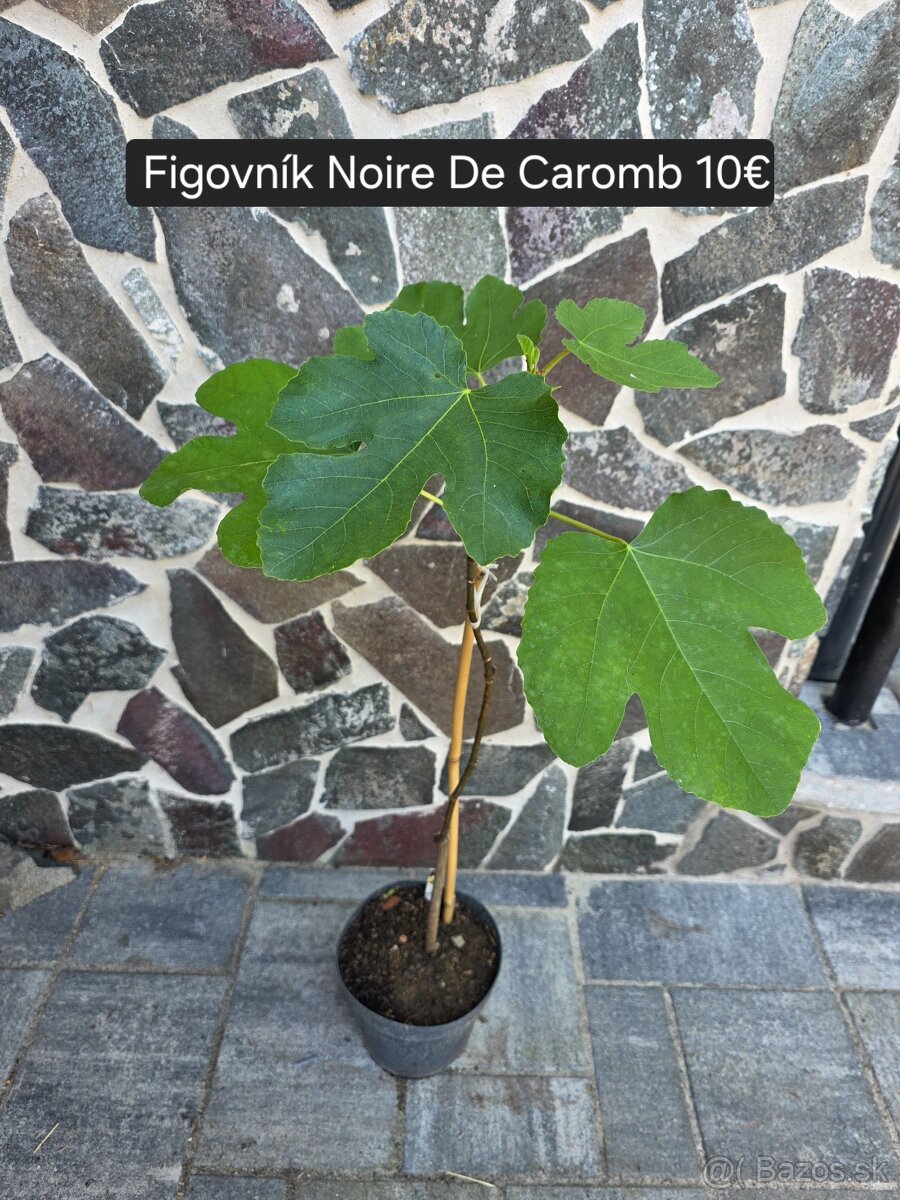 Figovnik - 4