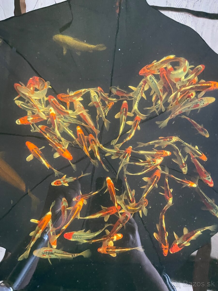 Koi kapor - 4