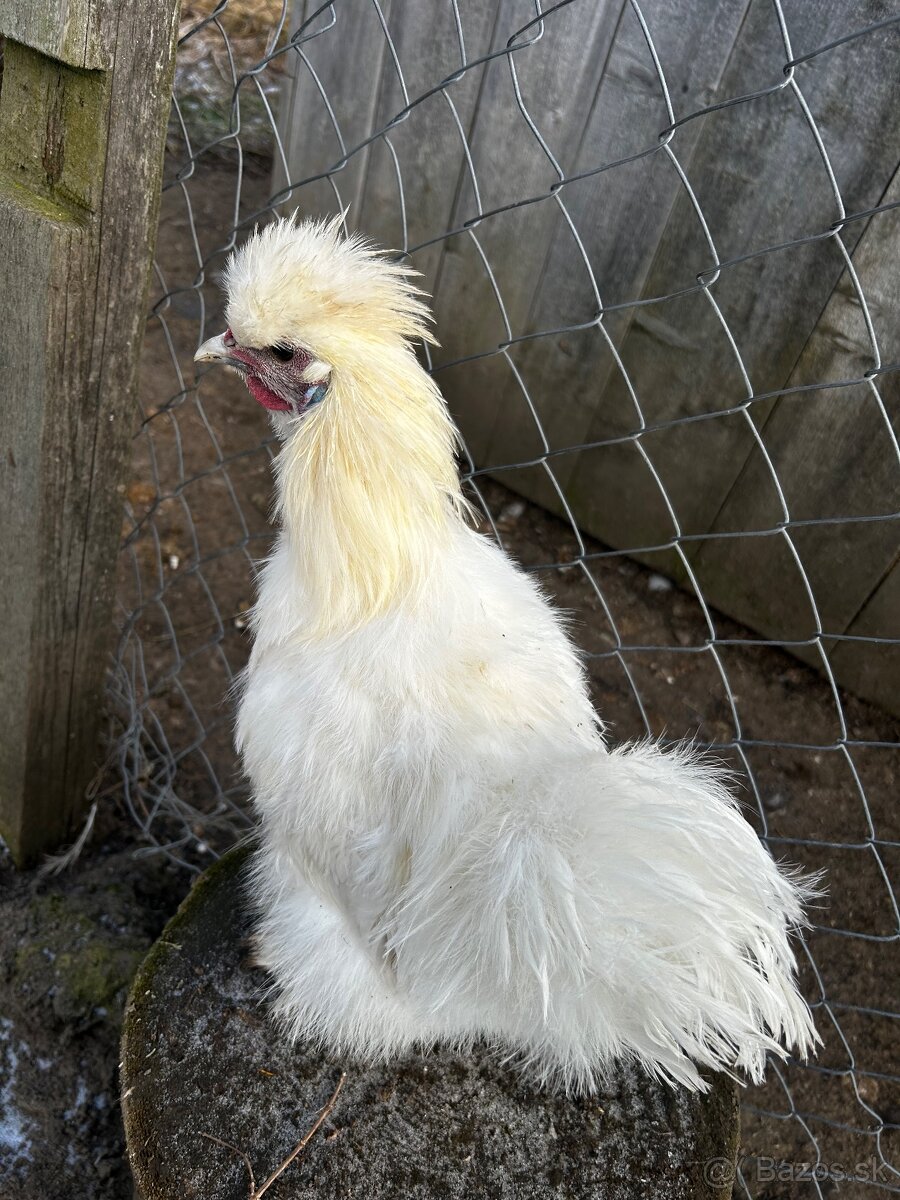 Hodvabničky (kohút) - Silkie - 4