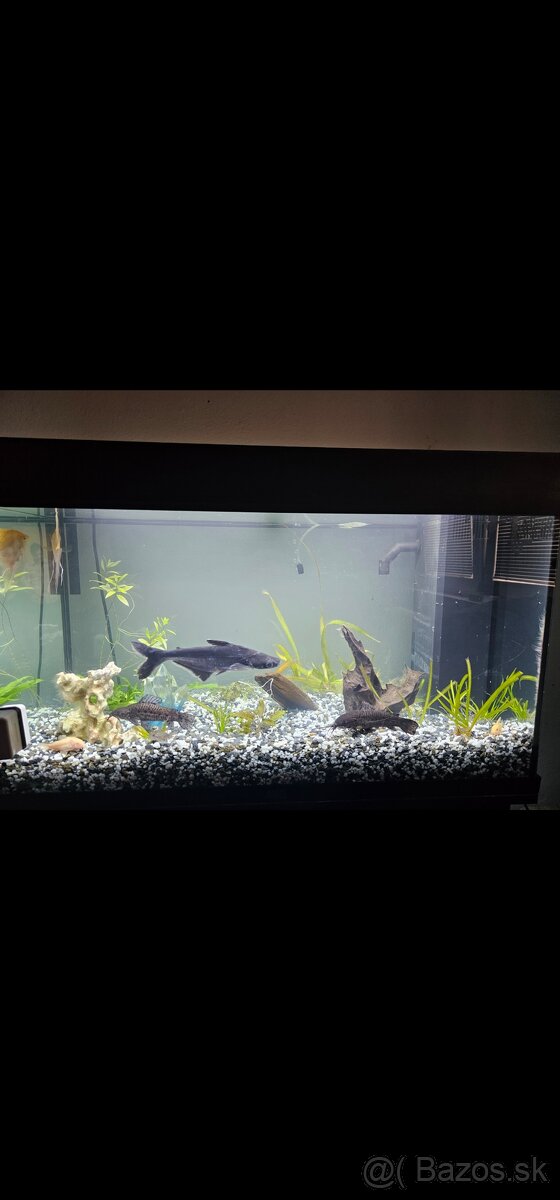 Akvarium JUWEL 180 - 4