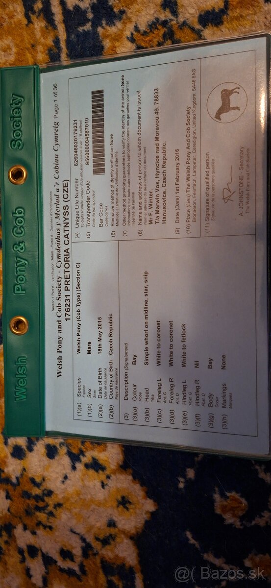 Šikovná drezurna welsh cob kobyla - 4