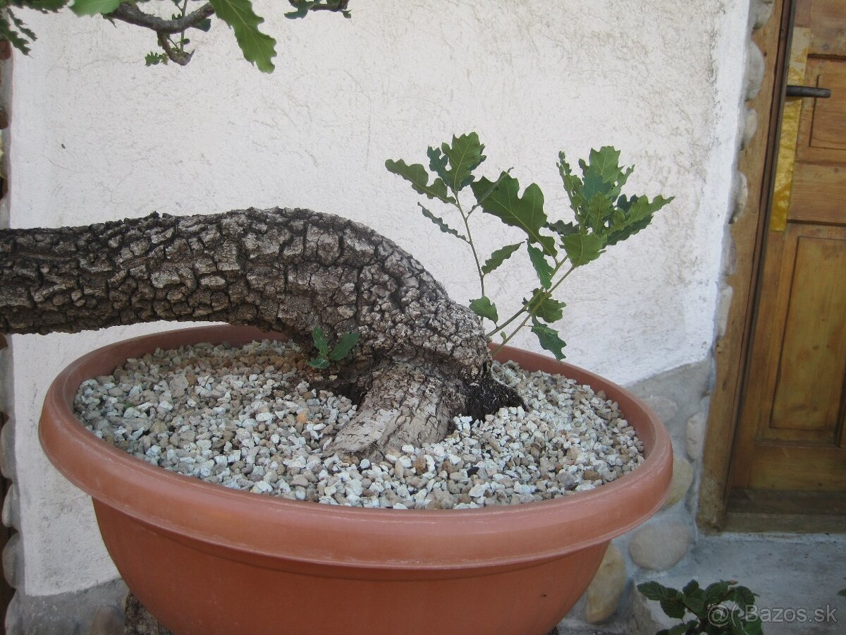 bonsai,bonsaj-DUB 10 - 4