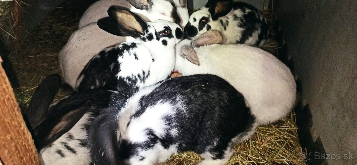 Predám králiky 3,5 mesačne - 4