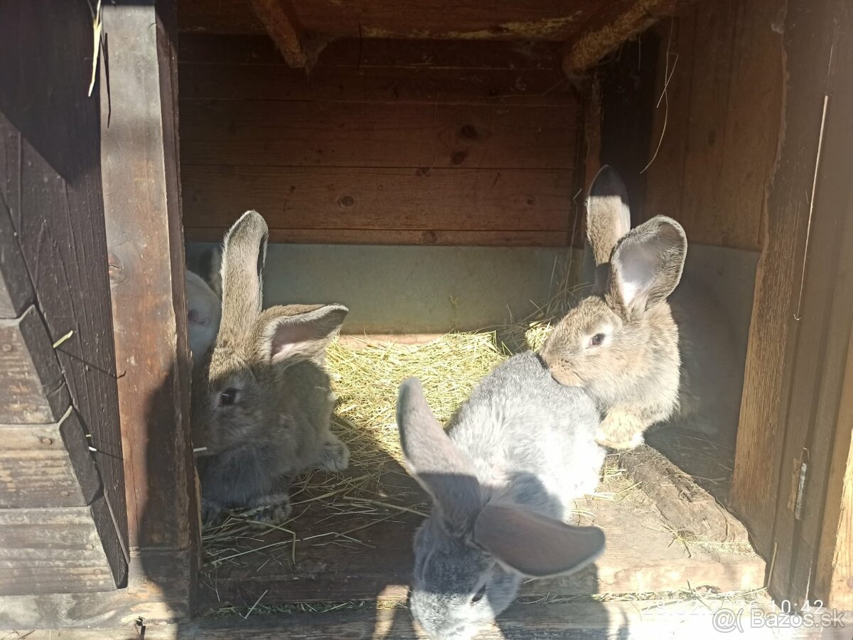 Mladé zajace BO - 4