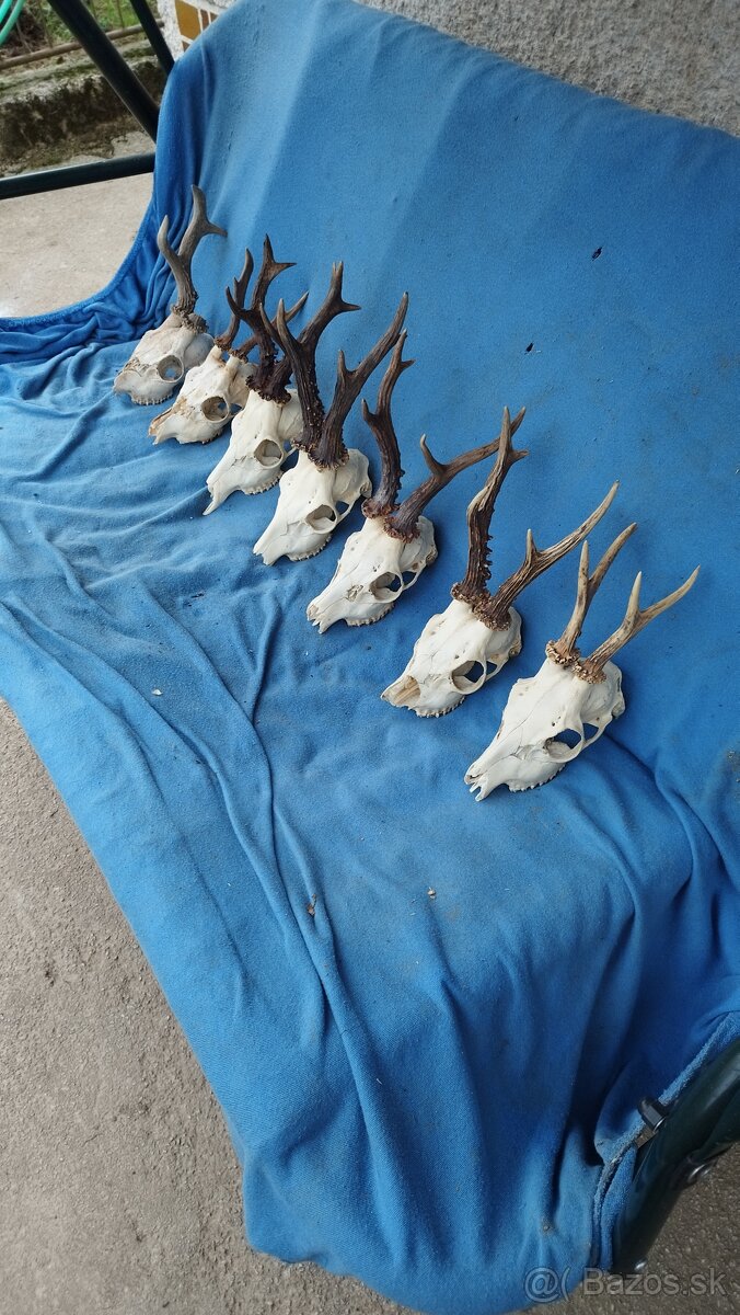 Predám srnčie trofeje parožie, zhody, srnčie. - 4