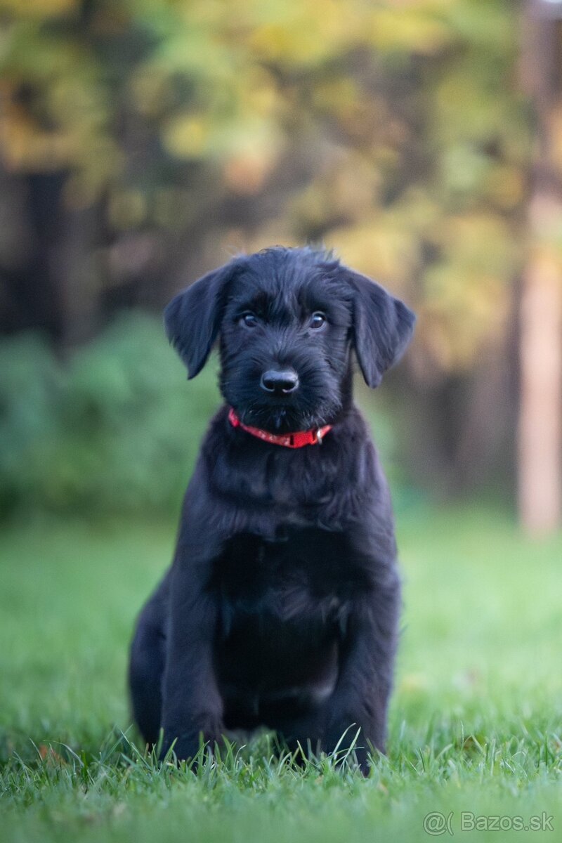 Knírač bradáč velký černý štěňátka s PP - 4