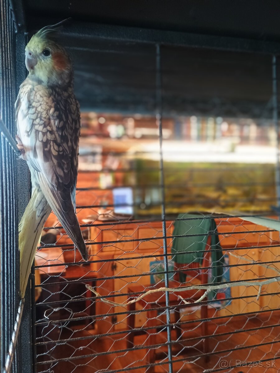 Mladé korely a andulka - 4