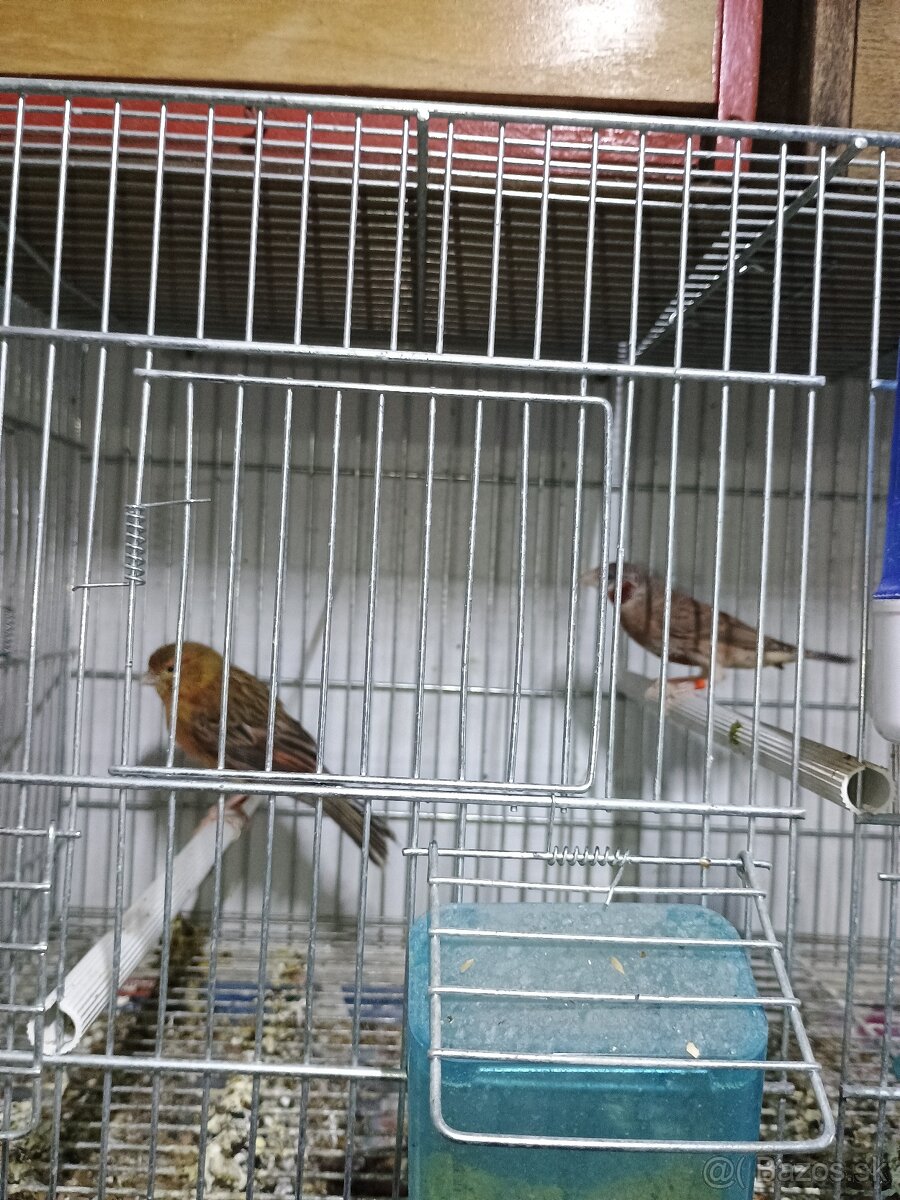 Predám drobotinu - 4