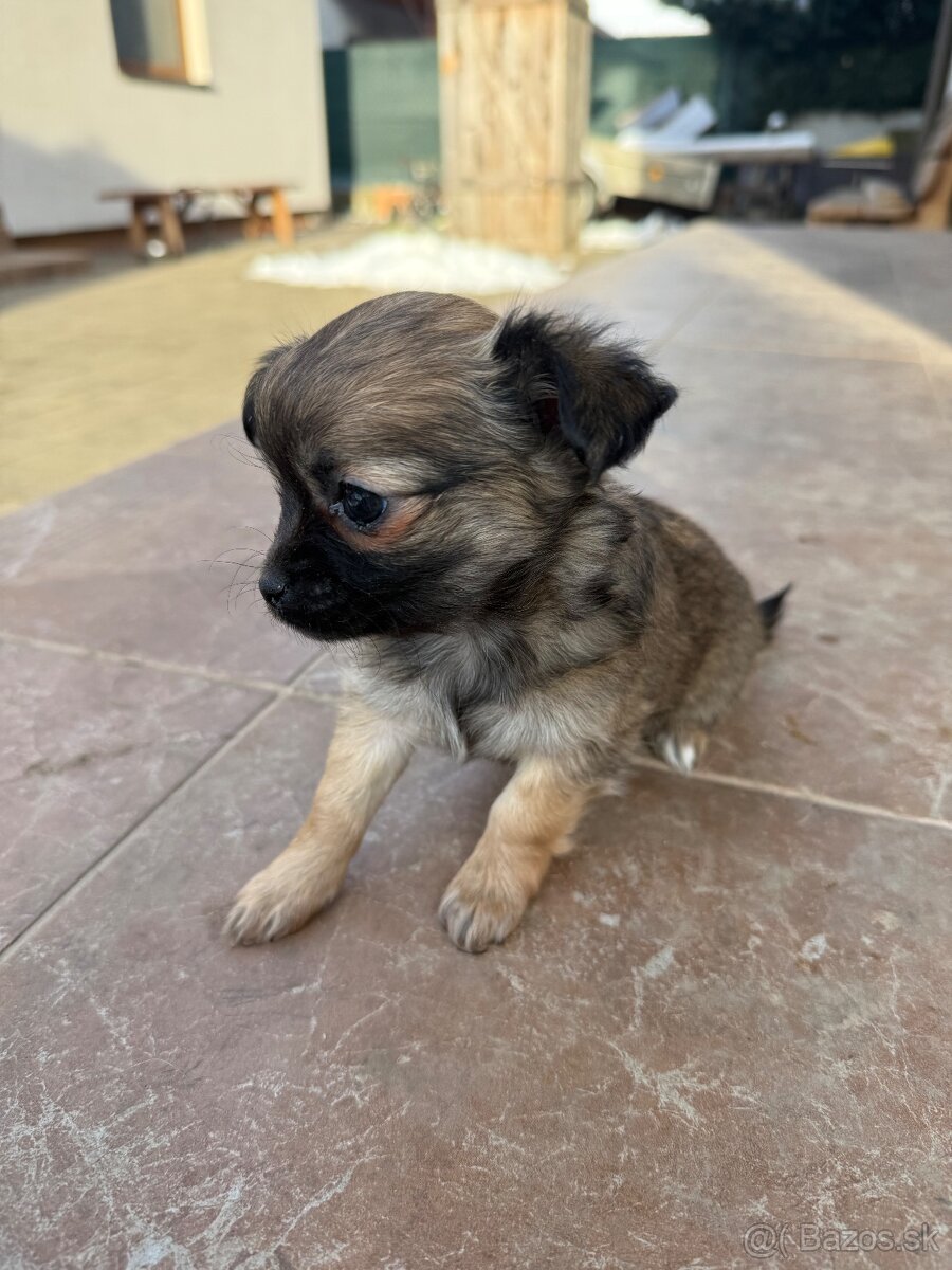 Mini čivava šteniatka - 4