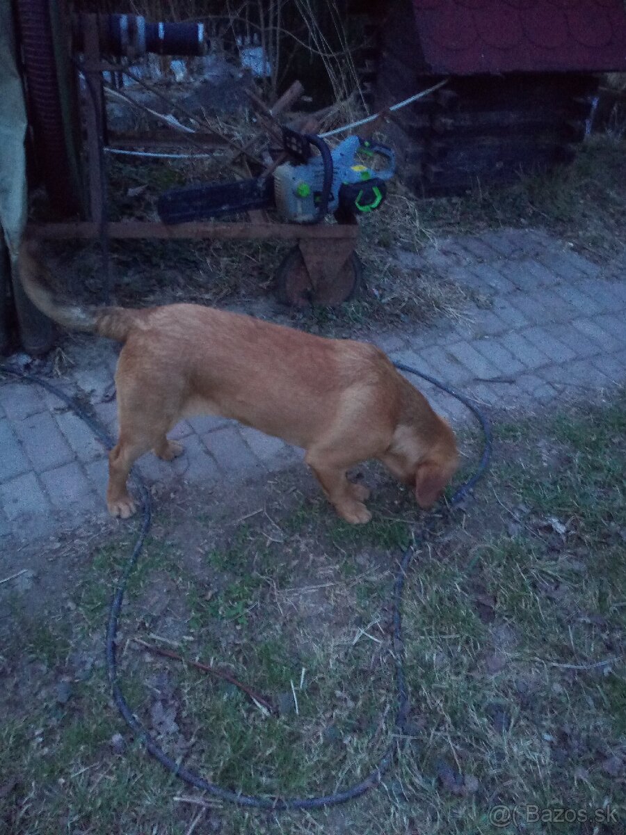 Darujem psa - 4
