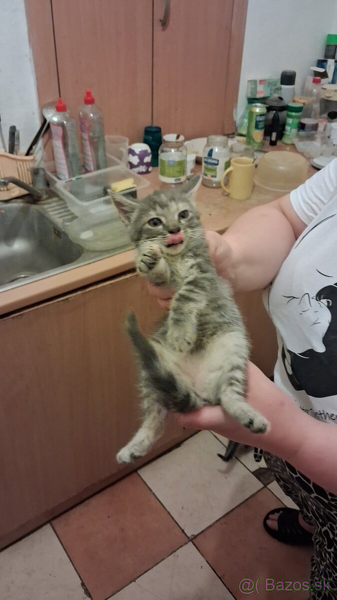 Darujem mačky a kocurikov - 4