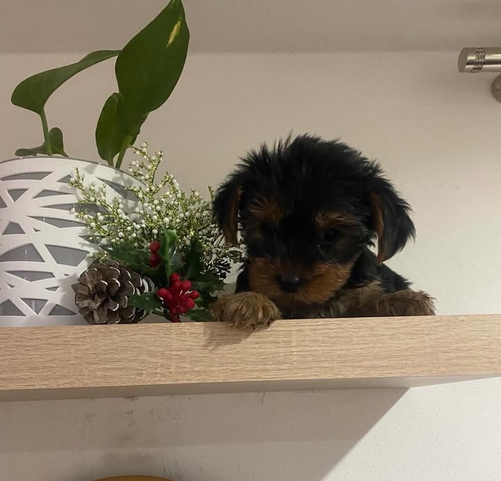 Yorkshire terrier - 4