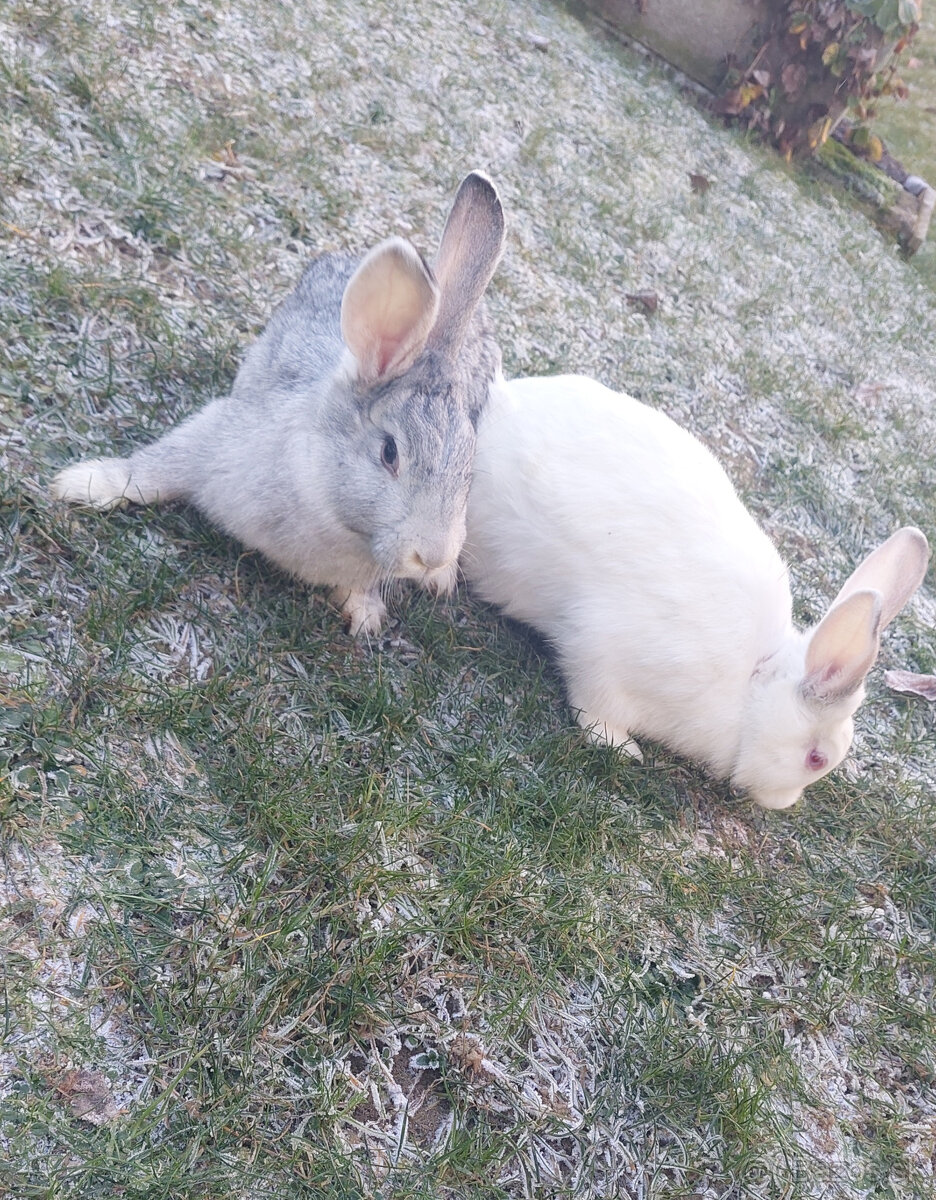 Predám hyla kraliky - 4