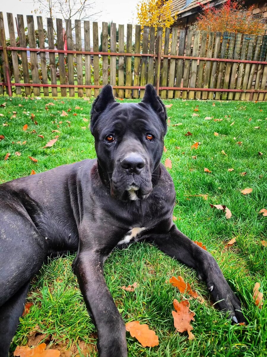 Cane Corso, Nemecka doga - 4