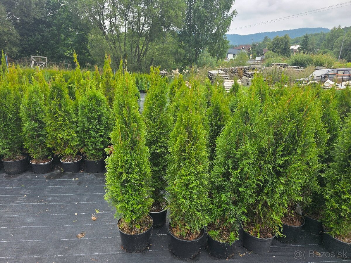 Tuja smaragd 130 cm - 4