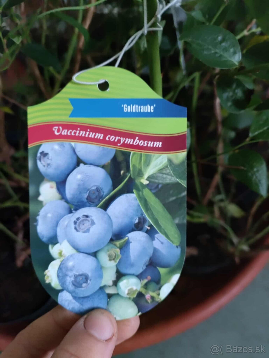 3 ročné kanadské čučoriedky - 4