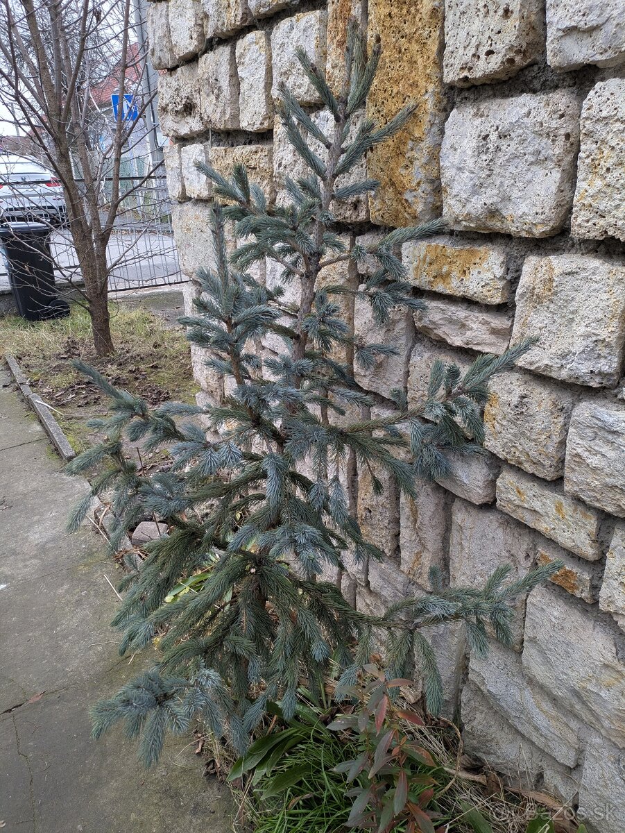 Živý vianočný stromček - 4