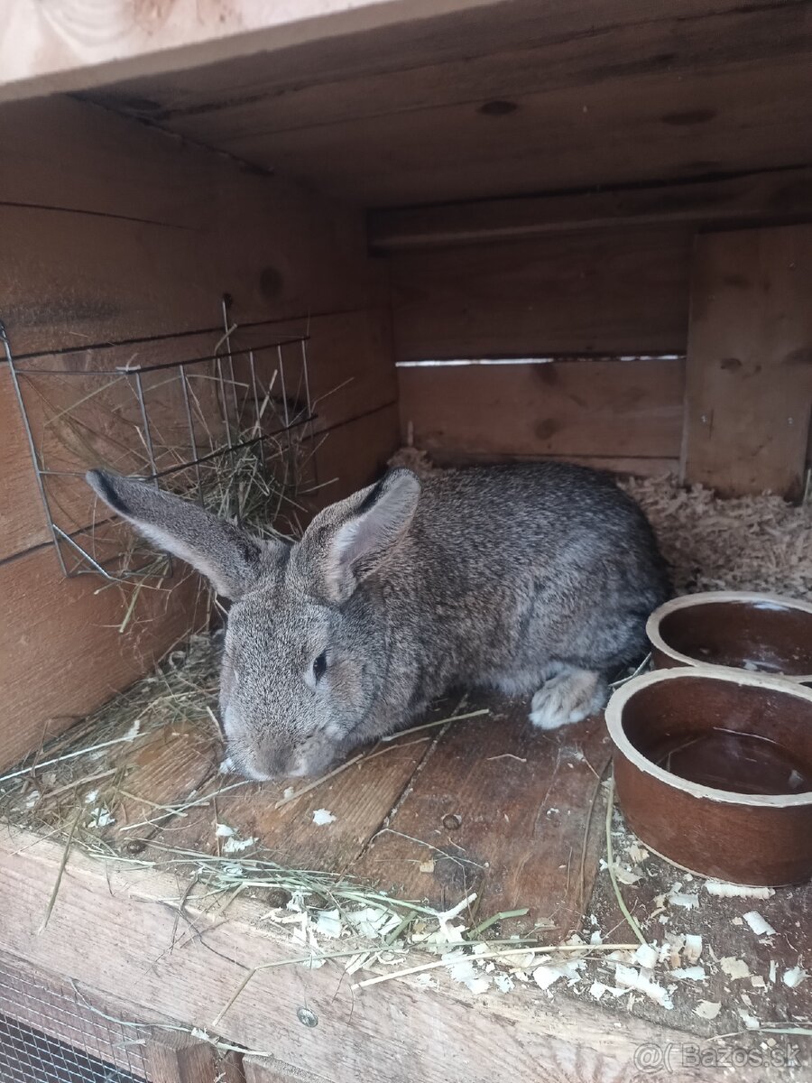 Predám králiky - 4