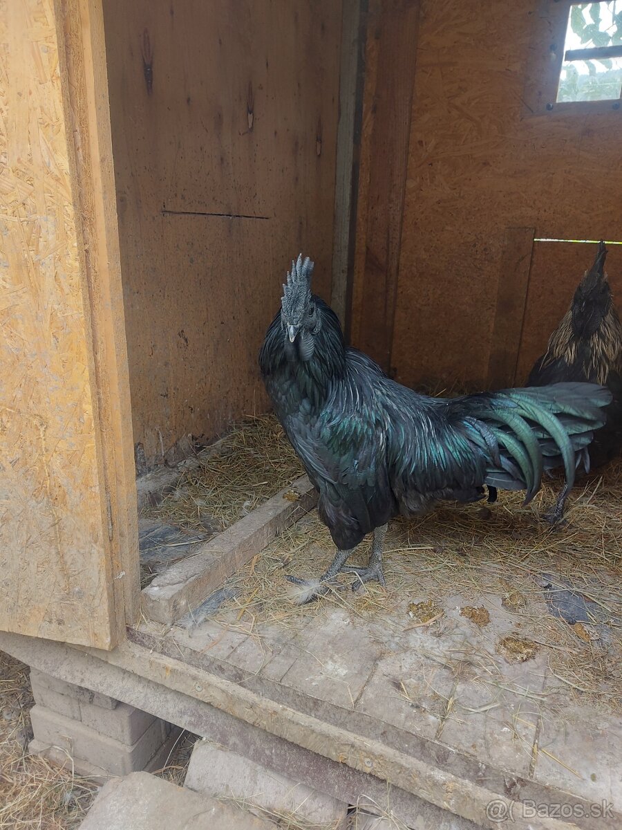 Ayam Cemani - 4