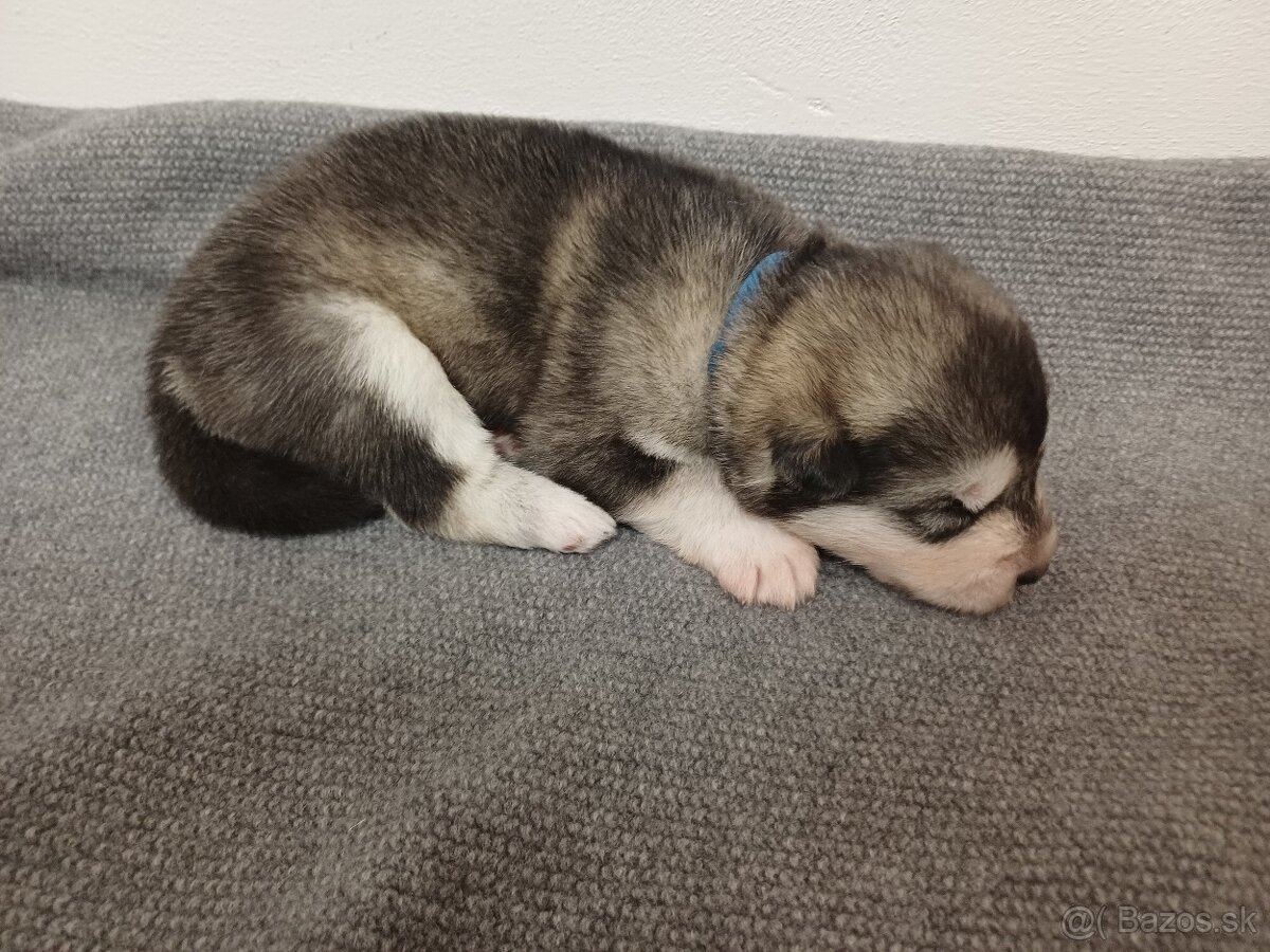 Aljašský malamut - šťěňátka s PP - 4