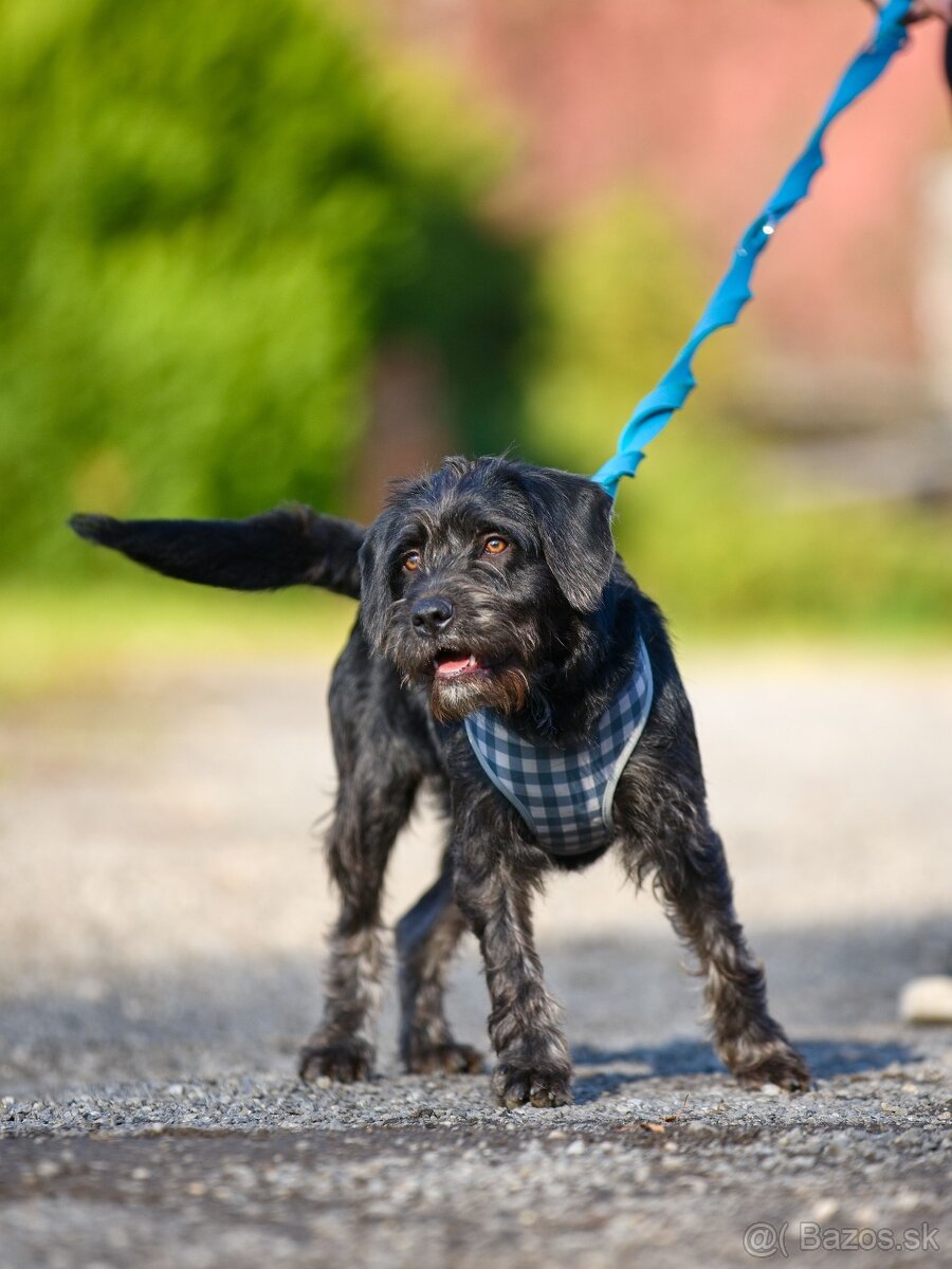 Darujem malú strapatú sučku Muriel - mix bradáč / jazvečík - 4
