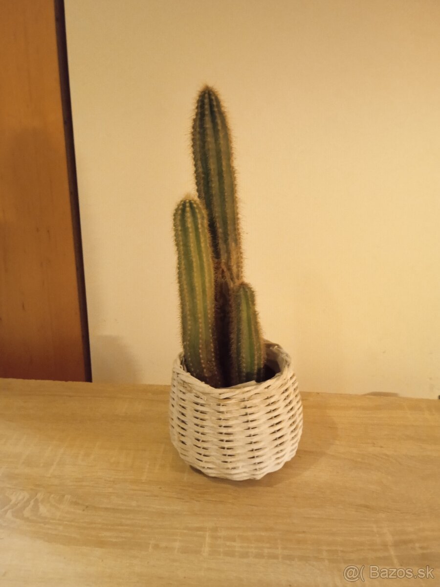 Darujem kaktusy - 4