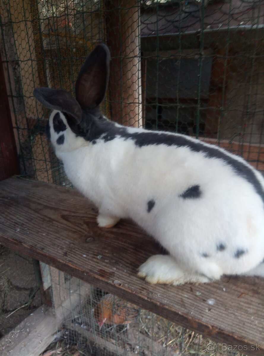 Nemecký obrovitý strakáč - 4