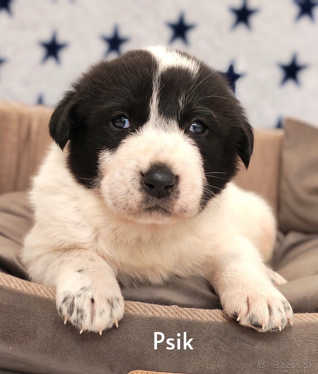 Stredoazijsky ovčiak - 4