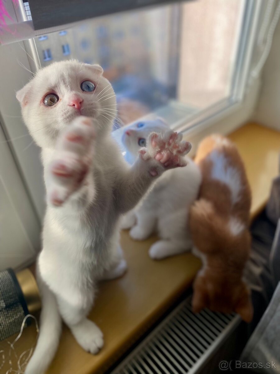 Skotka klapouchá koťata s pp - 4